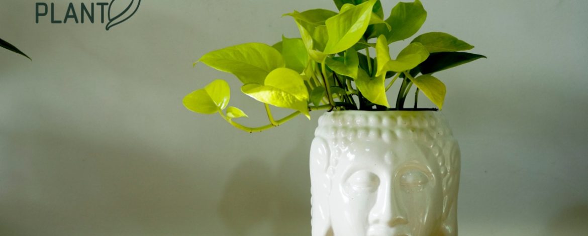 Embrace Greenery: The Ultimate Guide to House Plants
